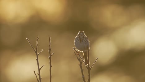 Der-Atem-Eines-Singsperlings,-Sichtbar-In-Der-Kälte-Im-Frühen-Morgenlicht