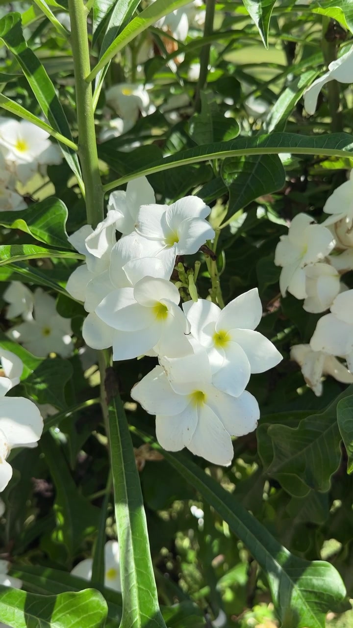 Vibranti fiori di Plumeria bianchi che sbocciano alla luce del sole.