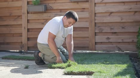 gardener laying lawn in private yard with wooden fence