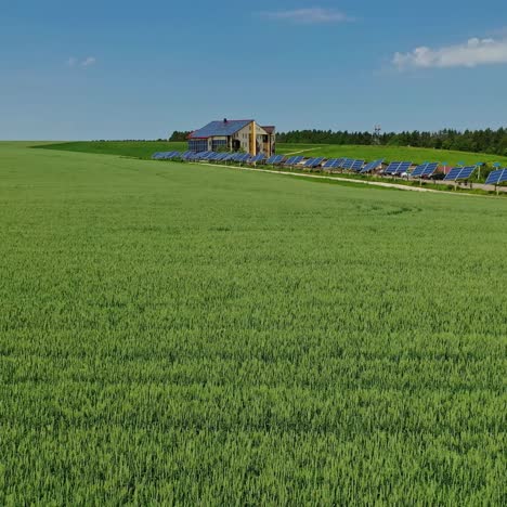 aerial green wheat field