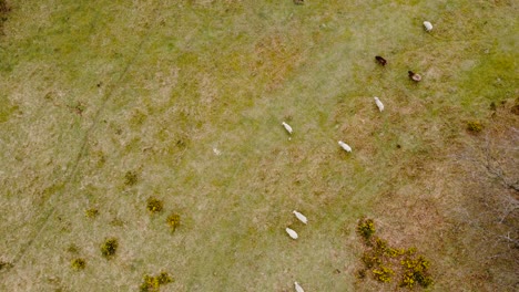 una vasta extensión de tierra está siendo filmada en un dron donde se puede ver un gran grupo de ovejas deambulando en grupos