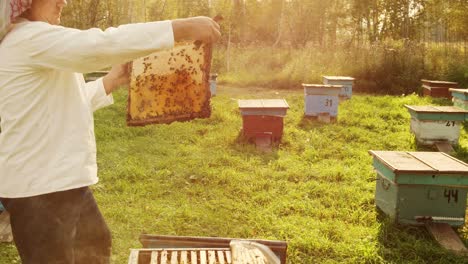 beekeeper inspecting honeycomb in apiary