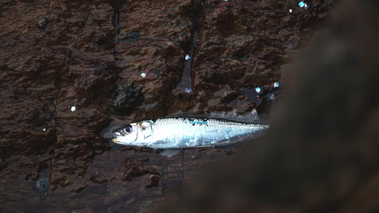 A small bait fish stranded on a rock