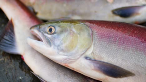 traditional indigenous first nations salmon fishing along a river in bc