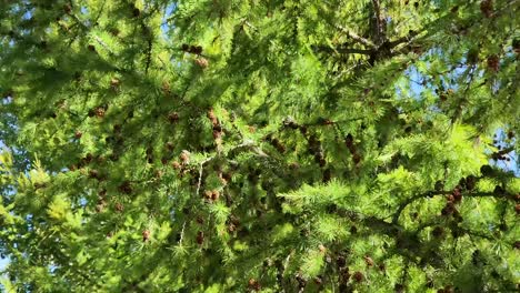 Acorn-Blowing-In-The-Wind