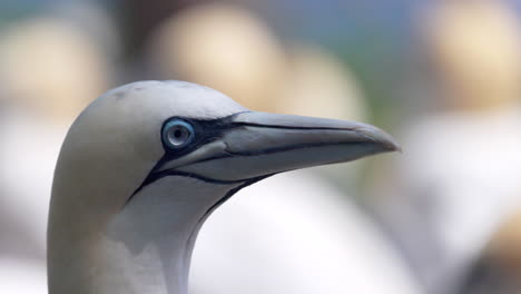 Experience-the-enchanting-world-of-Northern-Gannet-birds-as-they-exhibit-their-natural-behavior-in-stunning-4K-slow-motion