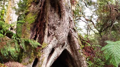 eine reise durch einen riesigen, hohlen baum