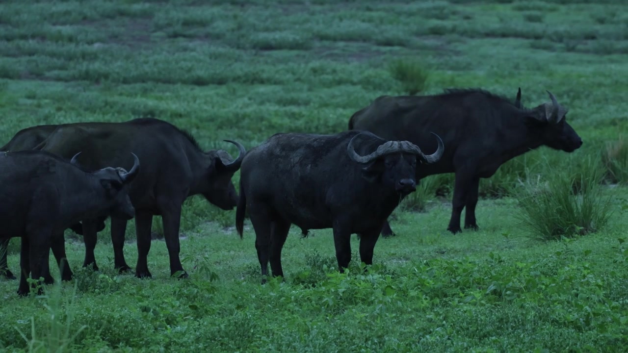 Five African buffalo standing in the low light at dusk in the green landscape of Chobe National Park, Botswana.