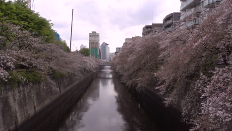 calm scenery at meguro river in tokyo during daytime with skyscrapers