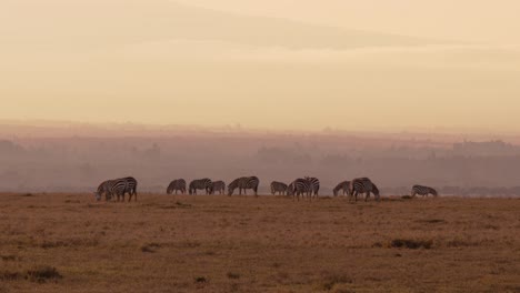 Medium-wide-zoom-shot-of-a-herd-of-African-Zebras-walking-across-the-savannah-in-Kenya-as-the-morning-light-frames-their-bodies-against-the-majestic-sky