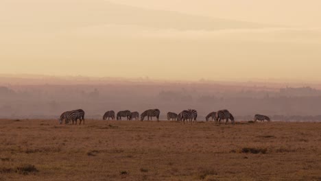 toma de zoom de ancho medio de una manada de cebras africanas caminando por la sabana en kenia mientras la luz de la mañana enmarca sus cuerpos contra el majestuoso cielo