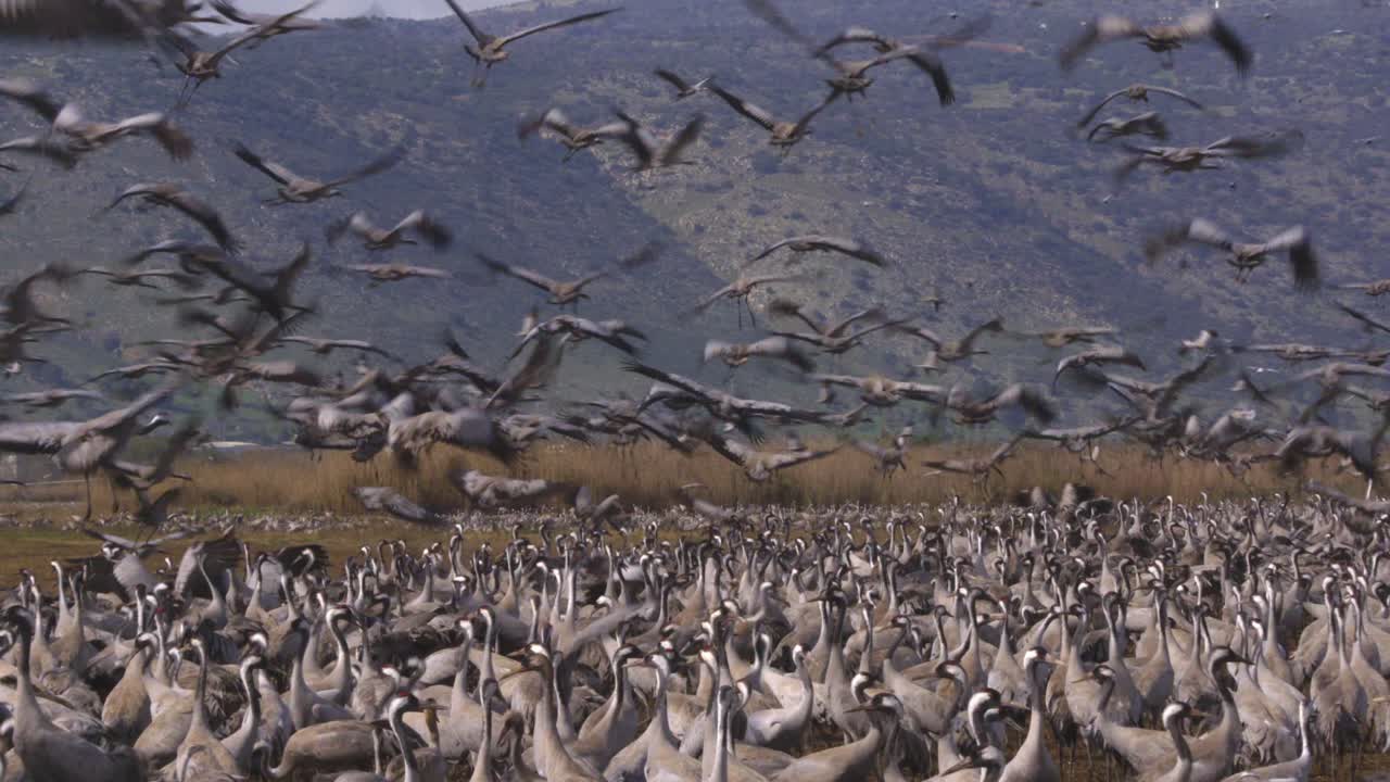 Common Crane (Grus grus) feeding project in the Hula Valley Israel. 30,000 Cranes are wintering in Israel.Flying among fields and water ponds