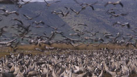 common crane (grus grus) feeding project in the hula valley israel. 30,000 cranes are wintering in israel.flying among fields and water ponds