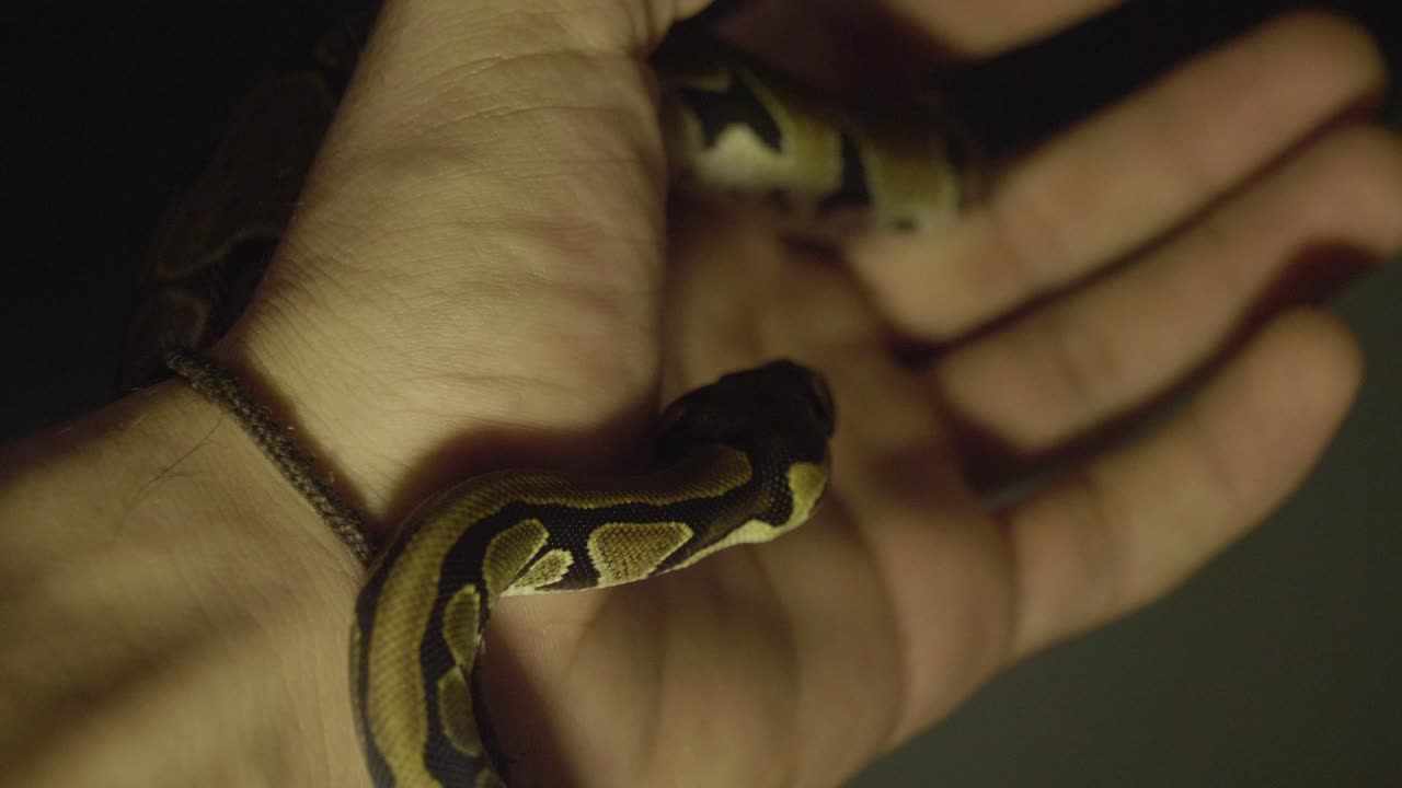 ребенок фитон двигает руками