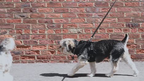 La-Persona-Está-Paseando-A-Los-Perros,-Una-Raza-Pequeña-Y-Linda-Caminando-Cerca-De-La-Pared-Durante-El-Día-Del-Sol