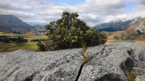 toma panorámica de una planta en crecimiento sobre piedra caliza y un paisaje épico de montaña en el fondo