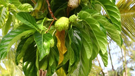 árbol de noni morinda citrifolia con frutos en exuma bahamas