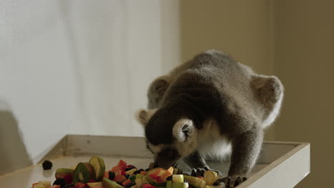 lemur in captivity eating varies fruits - medium shot