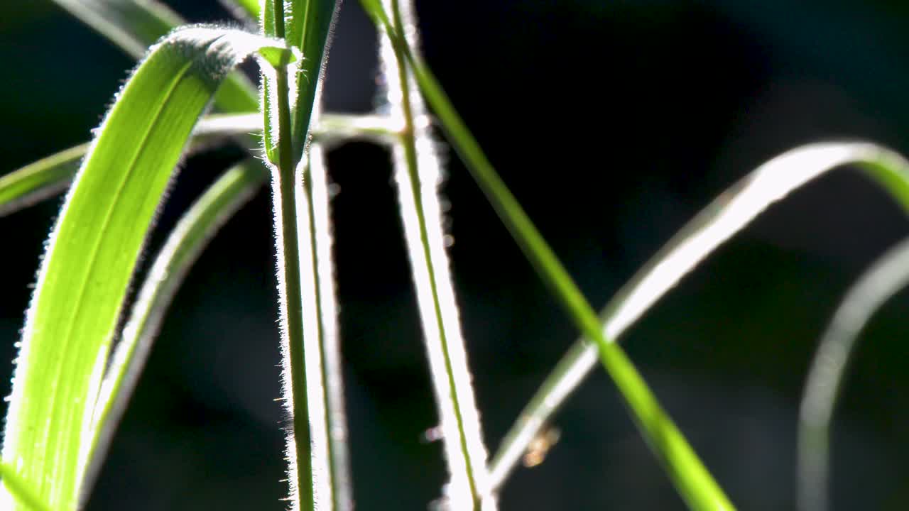 Nahaufnahme von leuchtend grünen Grashalmen, die von goldenem Sonnenlicht in einem Garten beleuchtet werden.