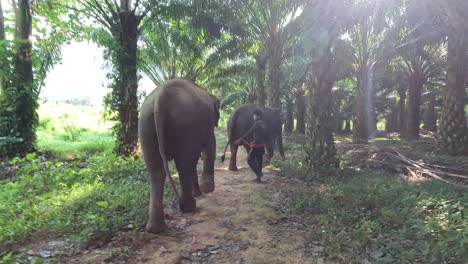 group follows elephant on a forest path