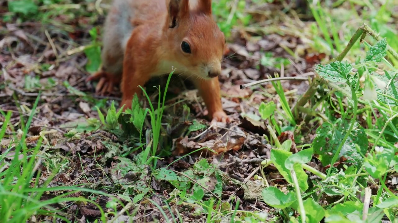 Scoiattolo rosso in rapido movimento che corre su erba e terreno coperti di foglie e piccole piante.