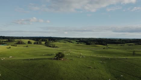 cows in a verdant countryside landscape. aerial