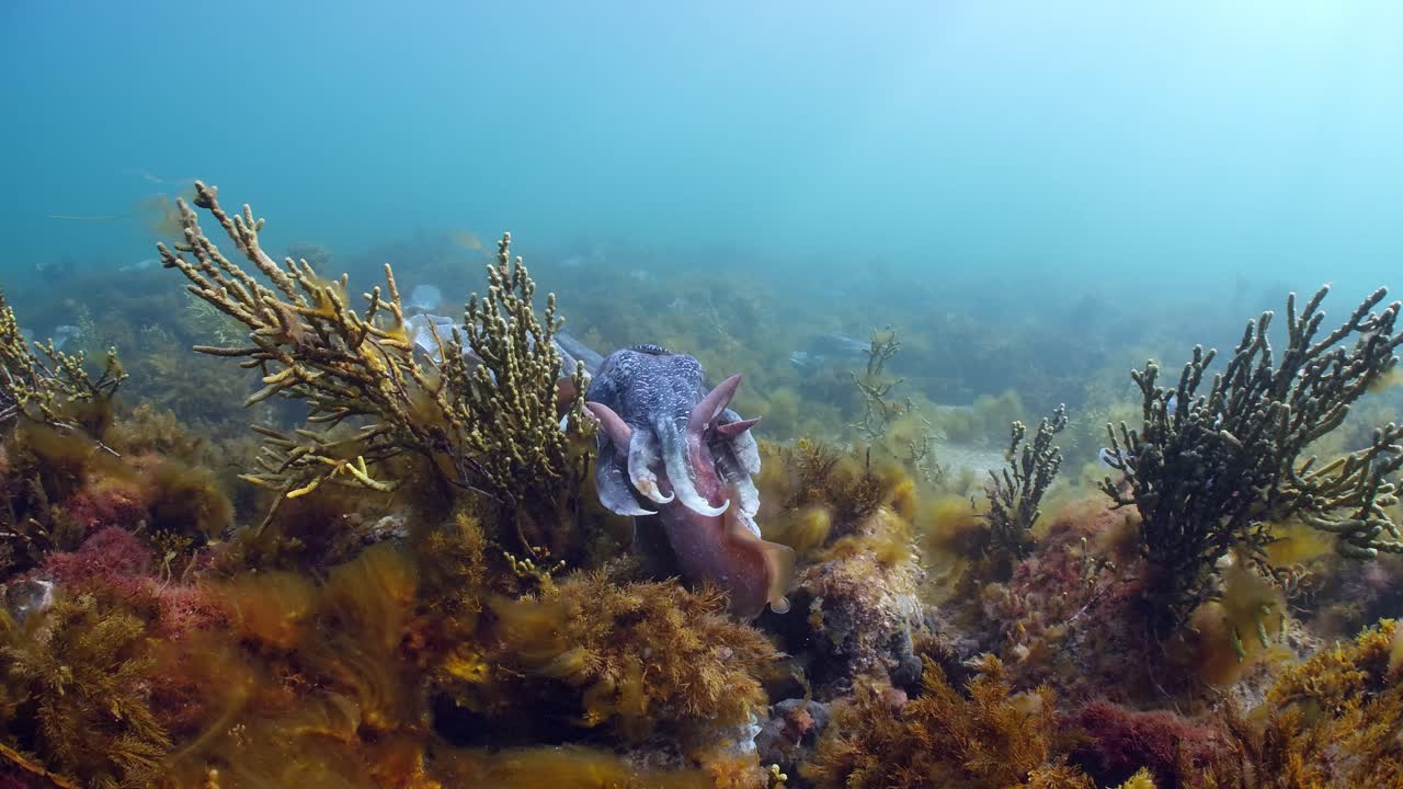 Seppia gigante australiana Sepia apama: migrazione a Whyalla, Australia Meridionale. Slow motion 4K, accoppiamento, deposizione delle uova, combattimento, aggregazione, sott'acqua.