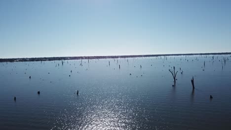 drone aéreo lento pan con árboles muertos saliendo del lago azul en yarrawonga