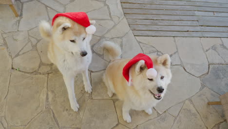 Par-De-Perros-Akita-Inu,-Expresiones-Divertidas-Mientras-Solicitan-Encantadoramente-Regalos-De-Navidad,-Creando-Una-Escena-Encantadora-Y-Entretenida