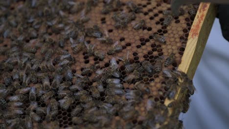 beautiful close-up of bees crawling a beehive, beehive cell structure of hexagons