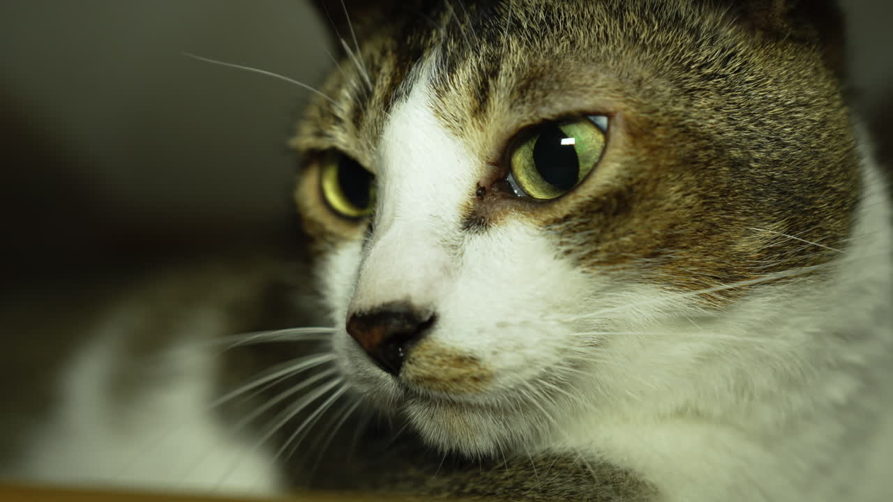 gato blanco y negro con ojos afilados