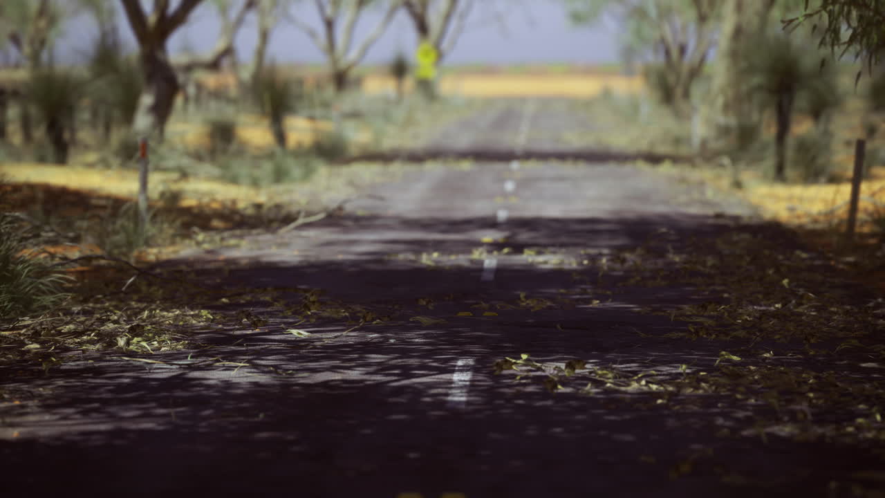 Scenic country road surrounded by trees in a rural landscape with fallen leaves