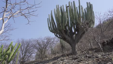 lophocereus marginatus cactus in mixteca poblana, puebla, mexico