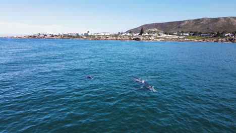 right whale and calf floats near coast of hermanus