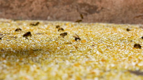 Abeja-Europea-Recogiendo-Polvo-De-Maíz,-Debido-A-Pocas-Flores,-El-Polvo-De-Grano-Reemplaza-Al-Polen