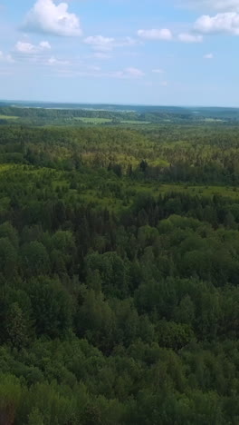 forest landscape aerial view