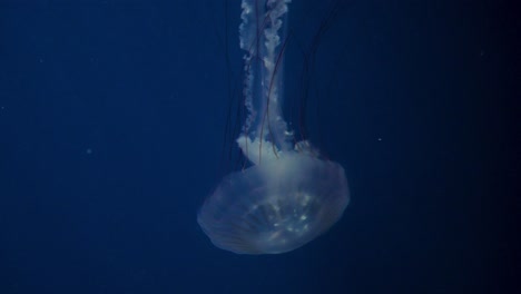 Las-Medusas-Melena-De-León-Nadan-En-Un-Tanque-De-Exhibición-En-El-Parque-Temático-De-Diversiones-Y-Animales-Ocean-Park-En-Hong-Kong