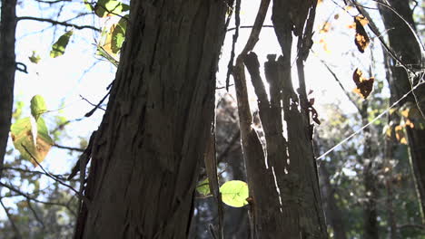 Shagbark-Hickory-In-Der-Sonne