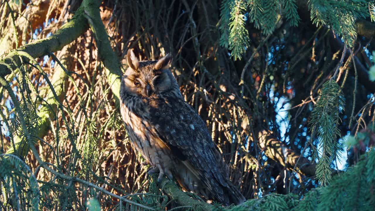 la luz del sol brilla sobre un árbol de coníferas con un búho de orejas largas dormido