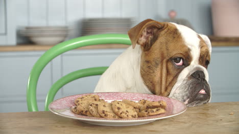 bulldog británico de aspecto triste tentado por un plato de galletas