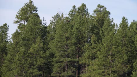 osprey flies through the top of the trees showing its large wingspan before it lands