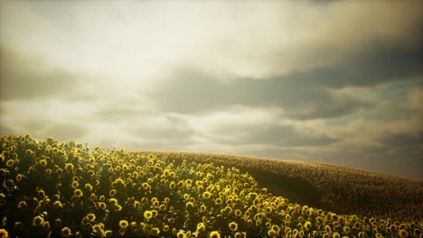 beautiful sunflowers and clouds in a texas sunset