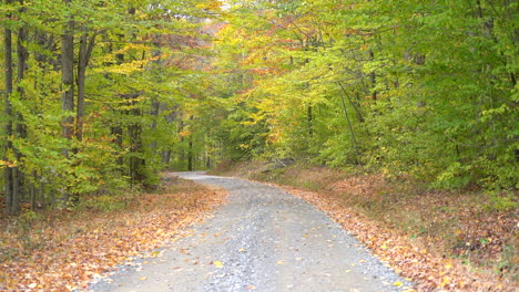 La-Belleza-De-Las-Hojas-Que-Caen-En-El-Bosque-Durante-La-Belleza-De-La-Temporada-De-Otoño