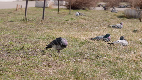 pigeons walking and resting on sunlit grassy ground in urban park with dry plants and scattered metal poles in background creating peaceful city wildlife scene