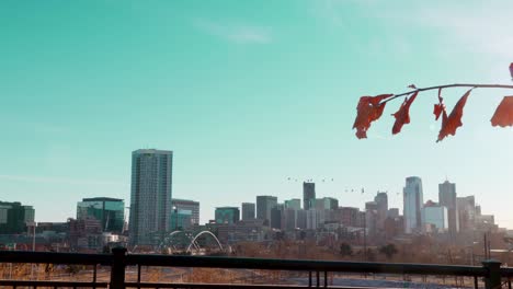 gorgeous dolly camera shot with leaves in the foreground from behind a tree reveals the beautiful denver colorado cityscape skyscraper skyline