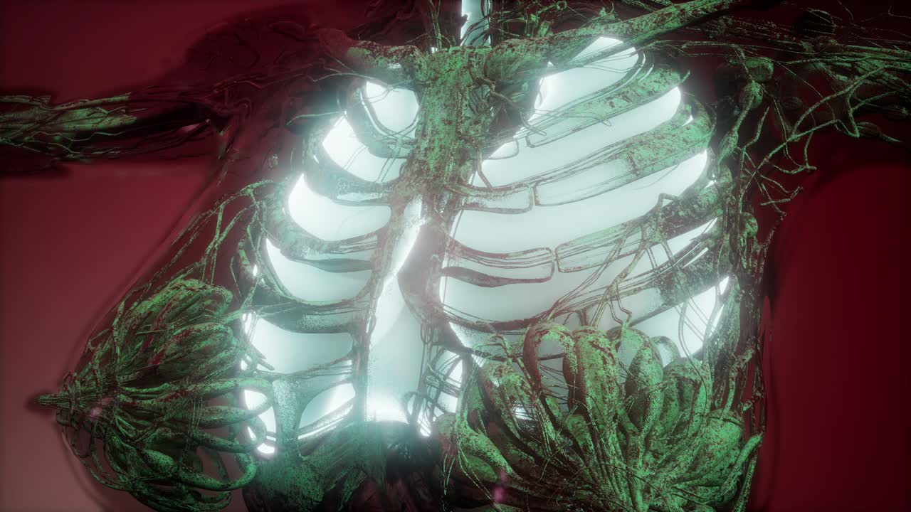 cuerpo humano con pulmones visibles