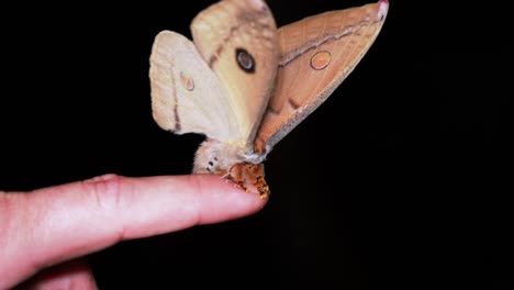 polilla gigante en el aleteo de los dedos, frente