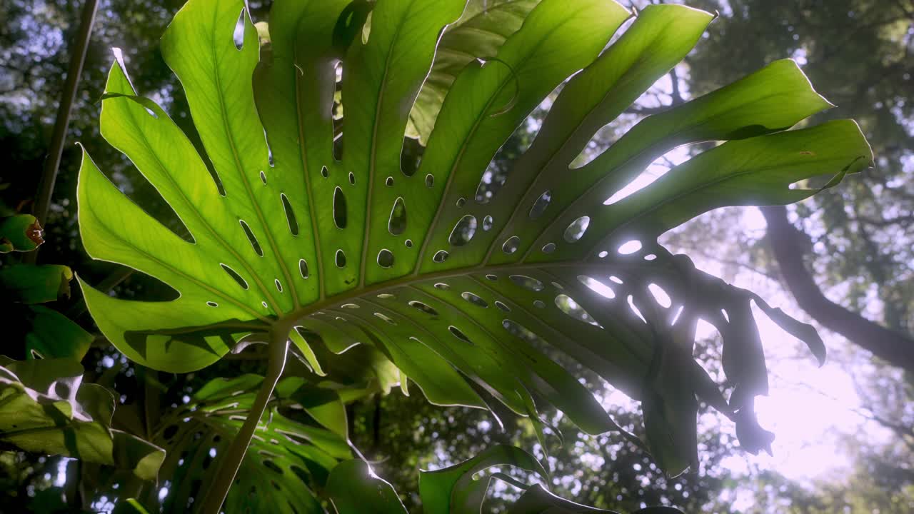 hoja grande de la planta de filodendro, también conocida como árbol de encaje, hoja dividida o selloum, en un bosque tropical