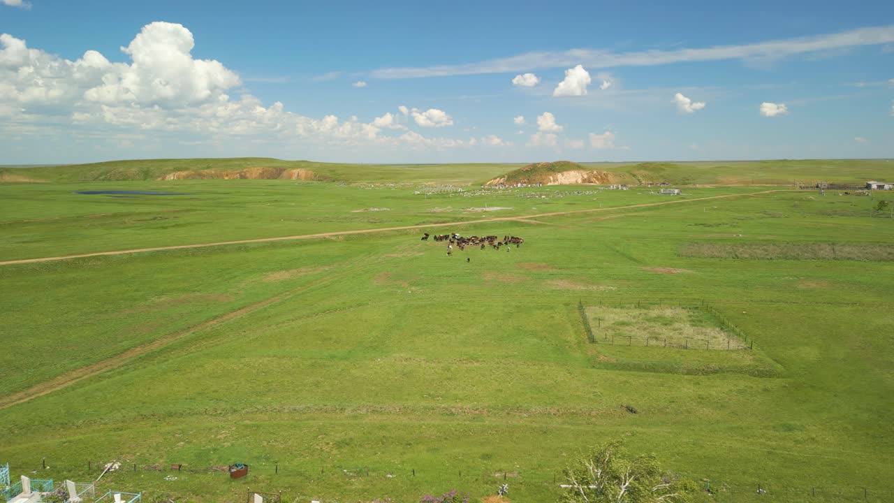 Vista distante di una mandria di animali al pascolo