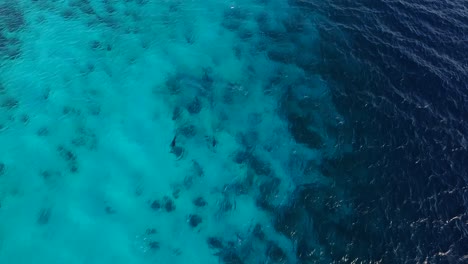 delfines en kitebeach atlantis, bonaire